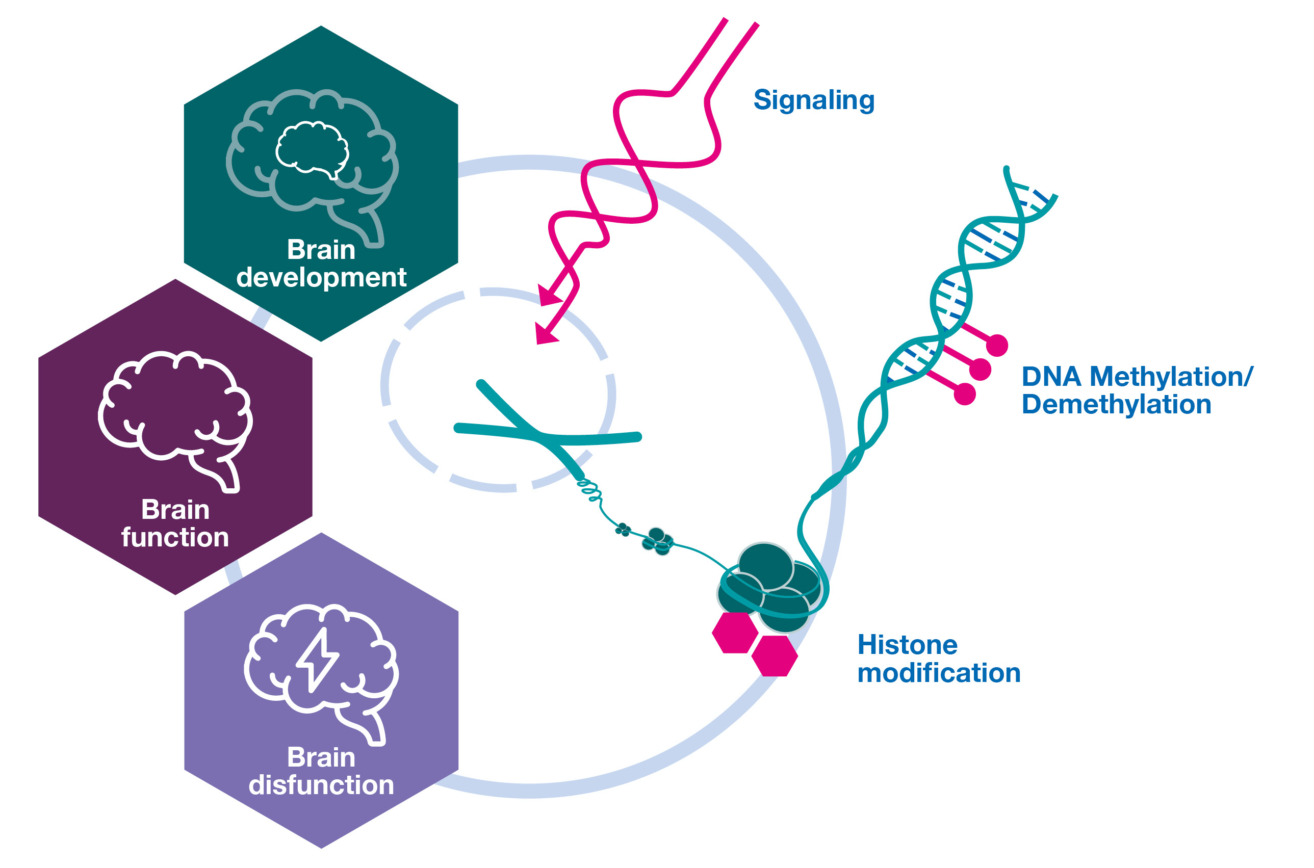 SignalingtoChromatin2